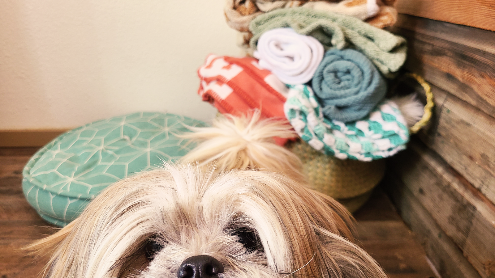 a cute dog photobombing a styled shot of blankets and pillows
